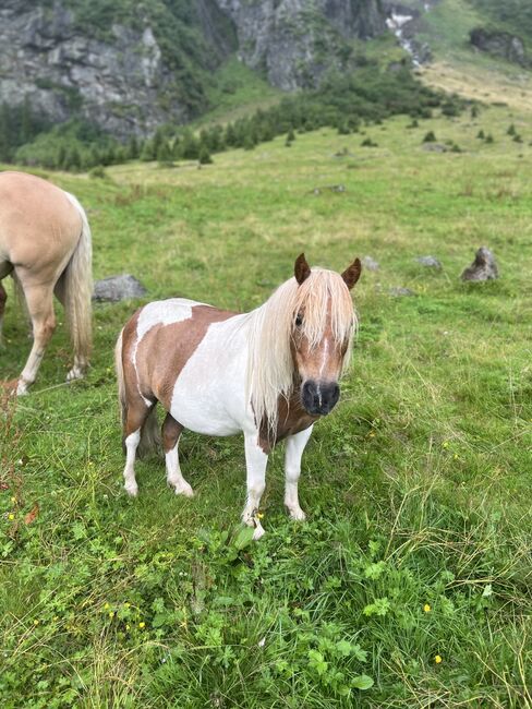 Pony Wallach Enzo, Melanie, Konie na sprzedaż, Mittersill