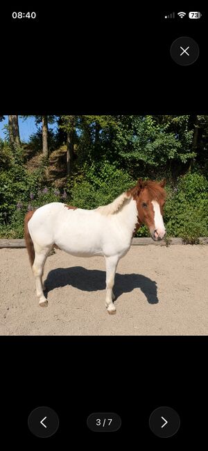 ponywalach, kerstin sumann, Konie na sprzedaż, Hinterwachsenberg