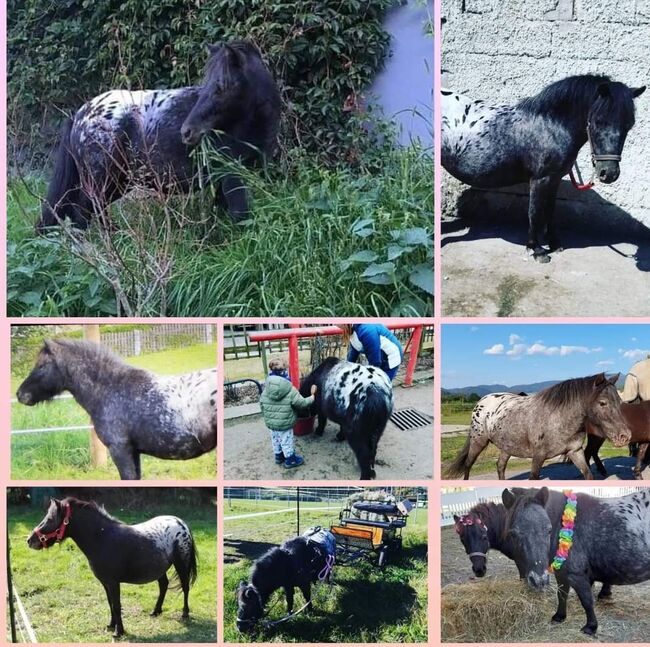 Pony Stuten Tigerschecke Rappen, P.a., Konie na sprzedaż, Bruck an der Mur 