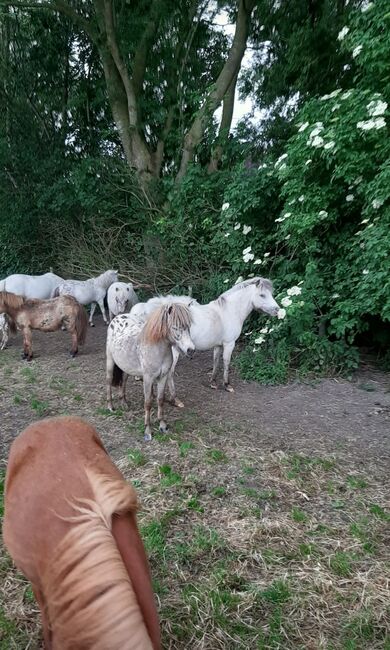 Partbred Shetlandponys suchen neues Zuhause, Imke Müller, Konie na sprzedaż, Wuster Nordseeküste, Image 6