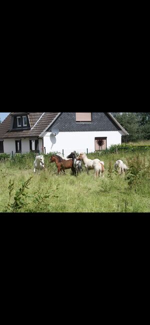 Partbred Shetlandponys suchen neues Zuhause, Imke Müller, Konie na sprzedaż, Wuster Nordseeküste, Image 23