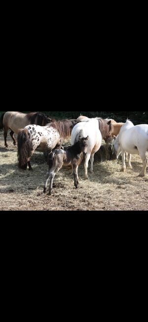 Partbred Shetlandponys suchen neues Zuhause, Imke Müller, Konie na sprzedaż, Wuster Nordseeküste, Image 11