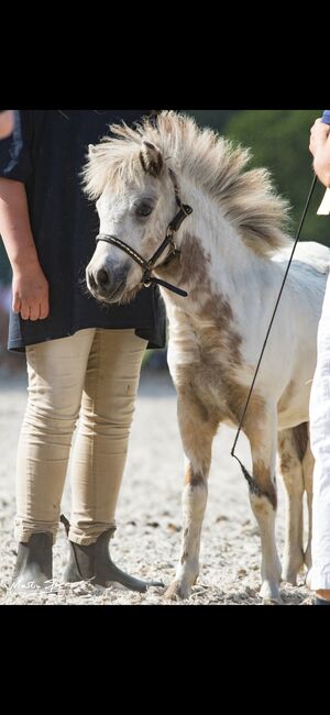 Partbred Shetlandponys suchen neues Zuhause, Imke Müller, Konie na sprzedaż, Wuster Nordseeküste, Image 14