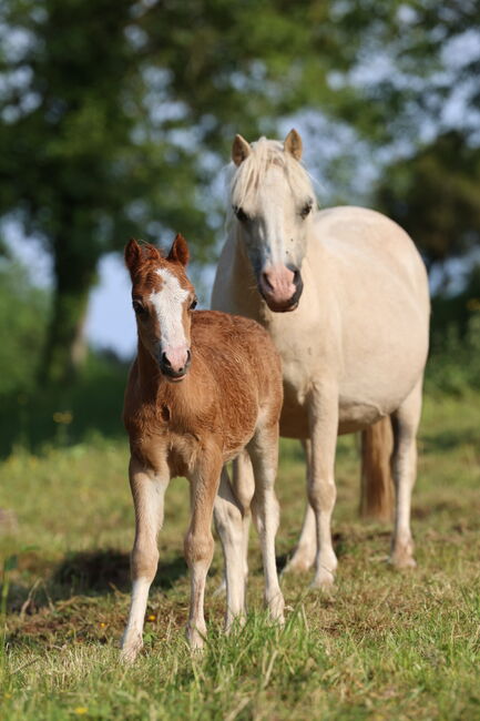 Welsh Ponys, Annika, Konie na sprzedaż, Fürth, Image 3