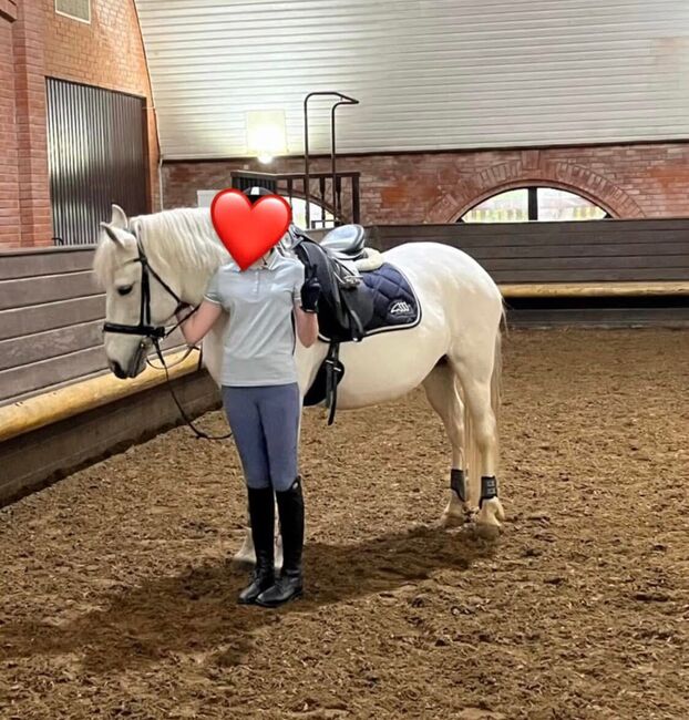 148cm pony, Evelyn Pferdhod, Konie na sprzedaż, Debrecen