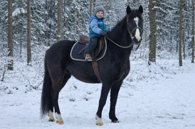 Kinderpony Pitypang, Károly , Konie na sprzedaż, Kecskemét 