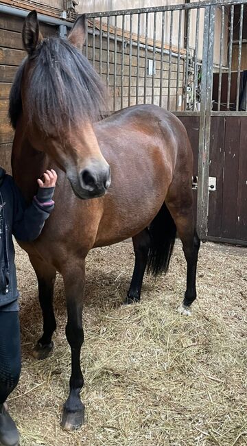 Kindereinsteigerpony für Turniersport, Katharina Lehmann (Pferdevermittlung Leus), Konie na sprzedaż, Limburg an der Lahn, Image 2