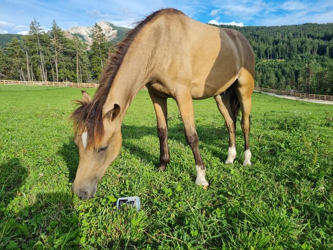 Reitponyhengst Buckskin, Martina, Konie na sprzedaż, Längenfeld, Image 3