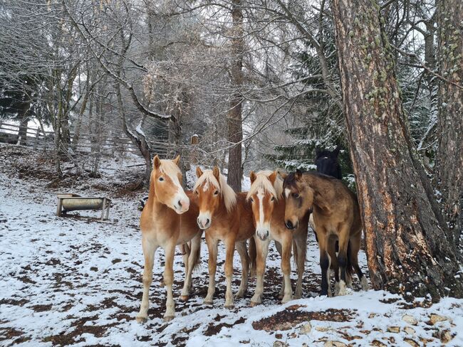 Reitponyhengst Buckskin, Martina, Konie na sprzedaż, Längenfeld, Image 7