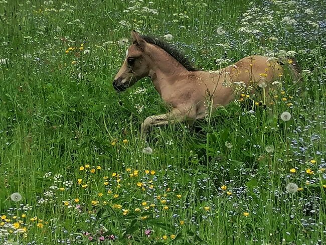 Reitponyhengst Buckskin, Martina, Konie na sprzedaż, Längenfeld, Image 8