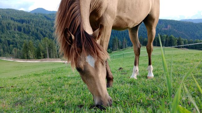 Reitponyhengst Buckskin, Martina, Konie na sprzedaż, Längenfeld, Image 9