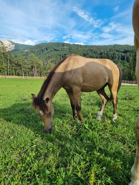 Reitponyhengst Buckskin, Martina, Konie na sprzedaż, Längenfeld, Image 10