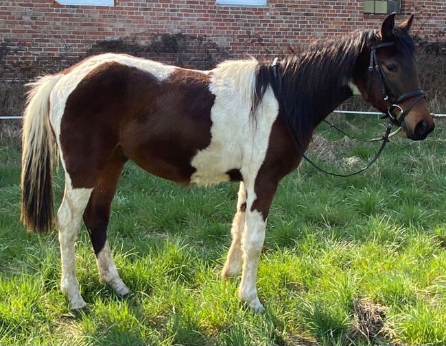 Kinderpony, Denise , Konie na sprzedaż, Velpke