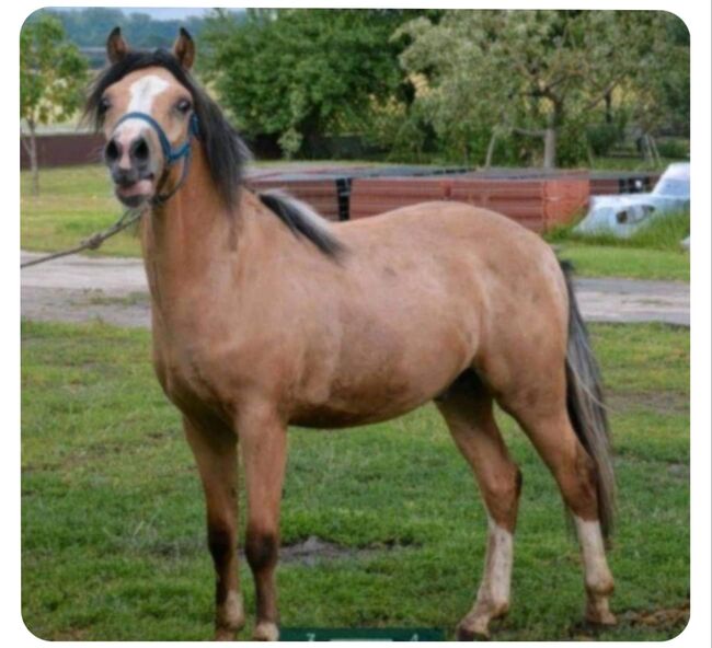 Kinderpony geritten Welsh Wallach Sonderfarbe Kutschpony, Alina, Konie na sprzedaż, Ostbevern 