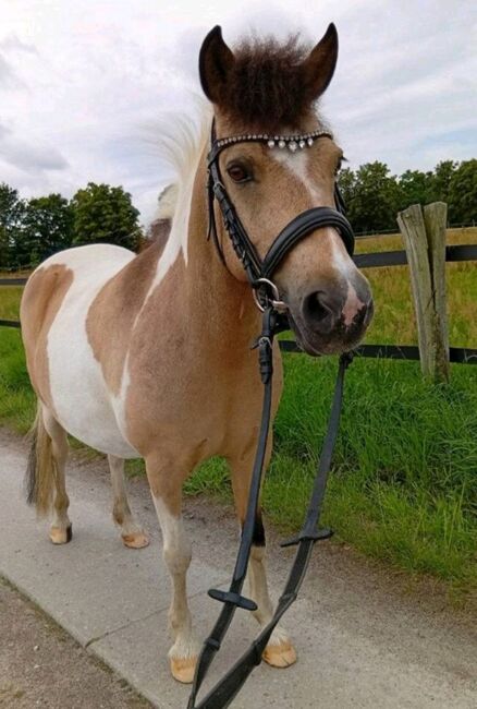 Berittenes Bilderbuch Kinderpony mit freundlichem Charakter, Luisa Thiel, Konie na sprzedaż, Boxberg/Oberlausitz
