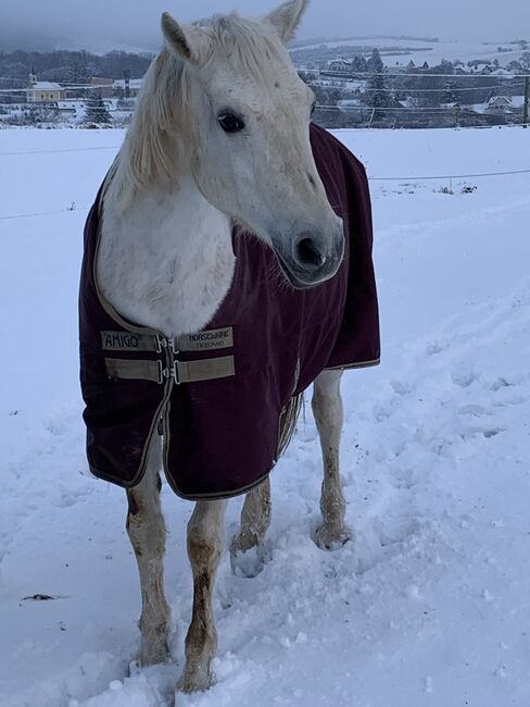 Reitpony Schimmel, Andrea Kuchelbacher, Konie na sprzedaż, Stockerau , Image 3