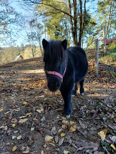 Pony Stute Shetty, Regina , Konie na sprzedaż, Kainach bei Voitsberg