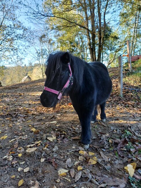 Pony Stute Shetty, Regina , Konie na sprzedaż, Kainach bei Voitsberg, Image 2