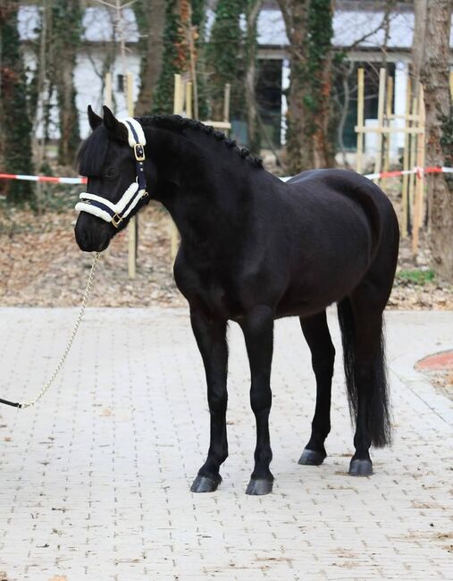 Traum pony, Irma, Konie na sprzedaż, Szarvas 