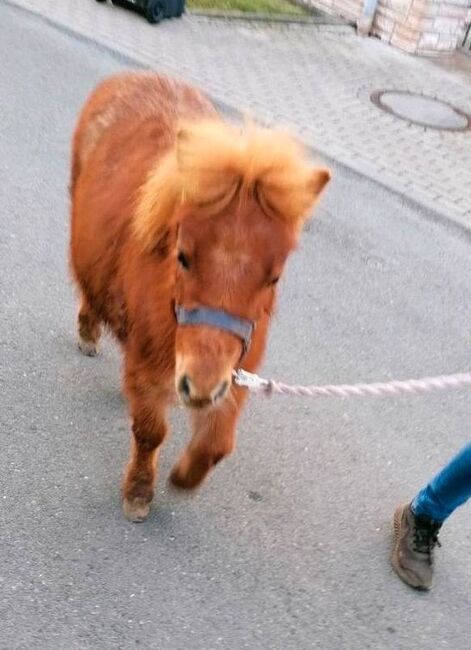 Pony Mini Shetty Mini-Shetlandpony Minishetty Freizeitpony, Julia Stahl, Konie na sprzedaż, Bleicherode, Image 2