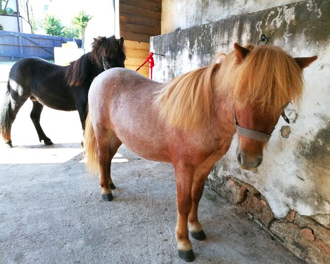 Pony Mini Shetty Mini-Shetlandpony Minishetty Freizeitpony, Julia Stahl, Konie na sprzedaż, Bleicherode