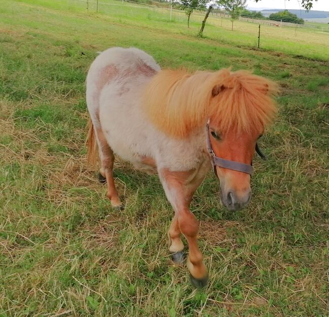 Pony Mini Shetty Mini-Shetlandpony Minishetty Freizeitpony, Julia Stahl, Konie na sprzedaż, Bleicherode, Image 5