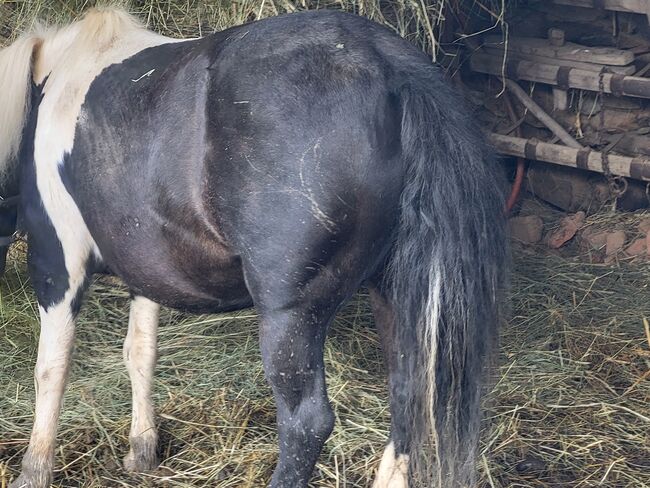 Pony zu Verkaufen, Beatrix, Konie na sprzedaż, Pilgersdorf , Image 2