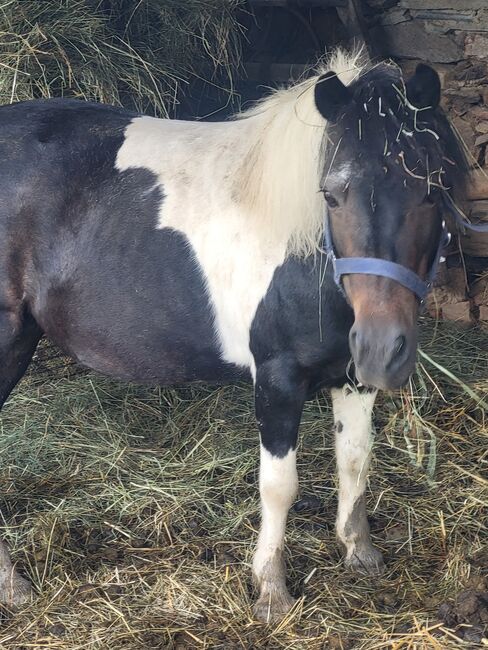 Pony zu Verkaufen, Beatrix, Konie na sprzedaż, Pilgersdorf , Image 5