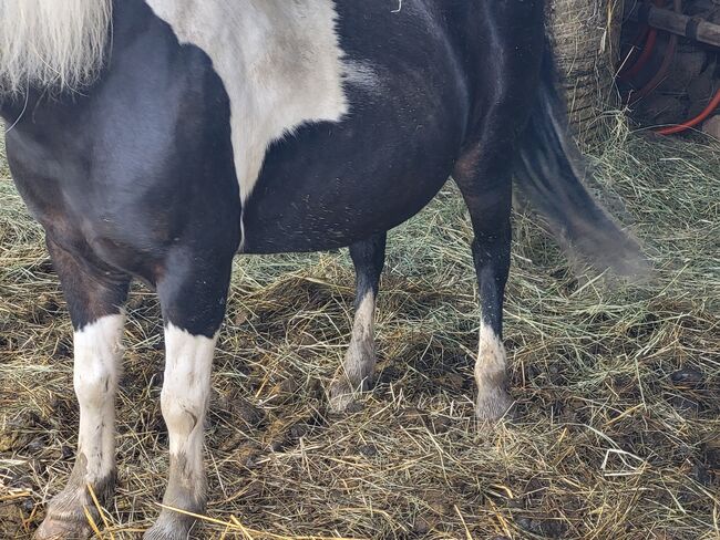 Pony zu Verkaufen, Beatrix, Konie na sprzedaż, Pilgersdorf , Image 3