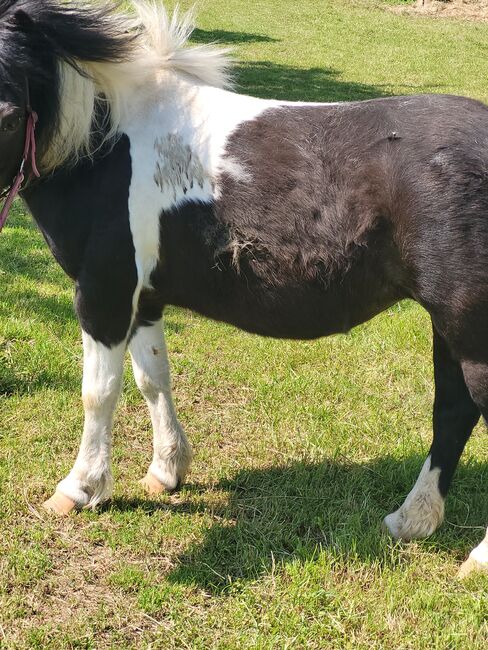 Pony zu Verkaufen, Beatrix, Konie na sprzedaż, Pilgersdorf 