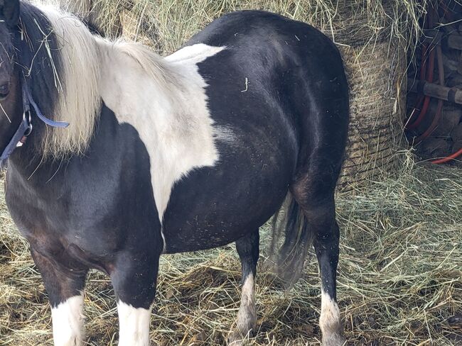 Pony zu Verkaufen, Beatrix, Konie na sprzedaż, Pilgersdorf , Image 4