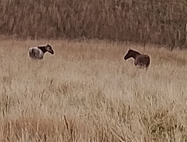 Pony abzugeben, Maren, Konie na sprzedaż, Kiel, Image 6