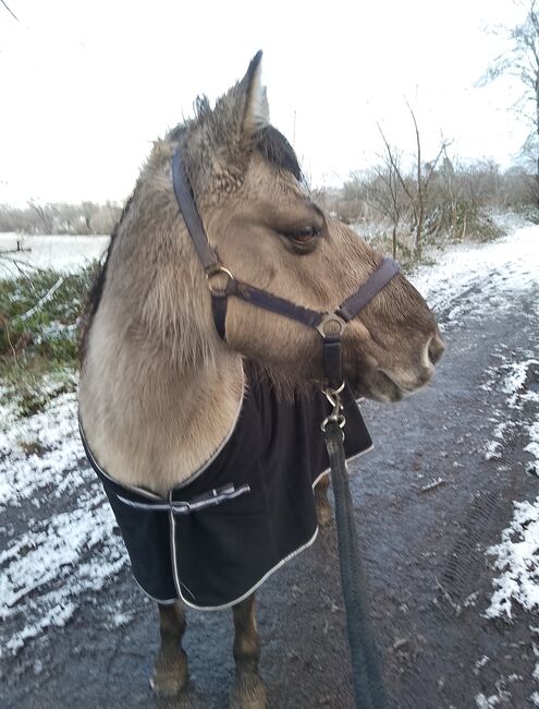 Pony abzugeben, Maren, Konie na sprzedaż, Kiel