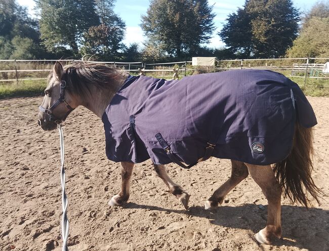 Pony abzugeben, Maren, Konie na sprzedaż, Kiel, Image 2