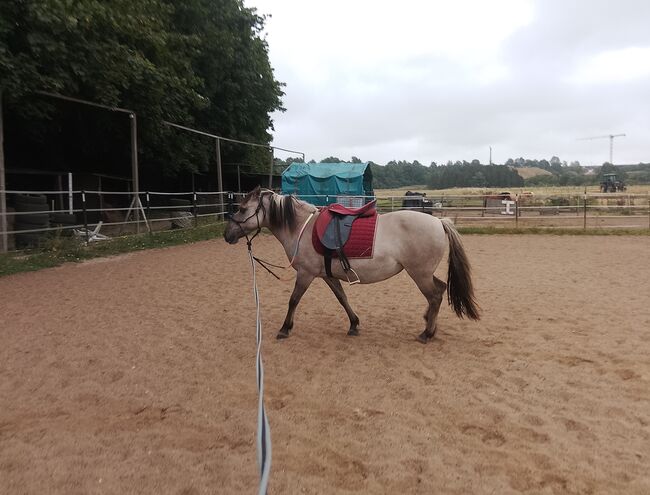 Pony abzugeben, Maren, Konie na sprzedaż, Kiel, Image 5