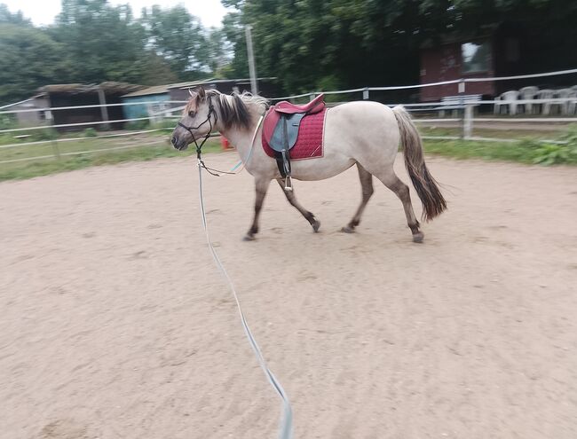 Pony abzugeben, Maren, Konie na sprzedaż, Kiel, Image 4