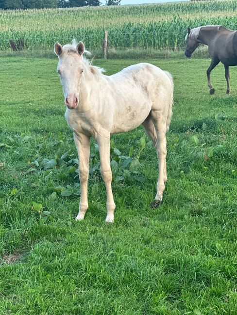 Deutsches Reitpony 1 Jahr Stute, Annika, Konie na sprzedaż, Neuschoo 