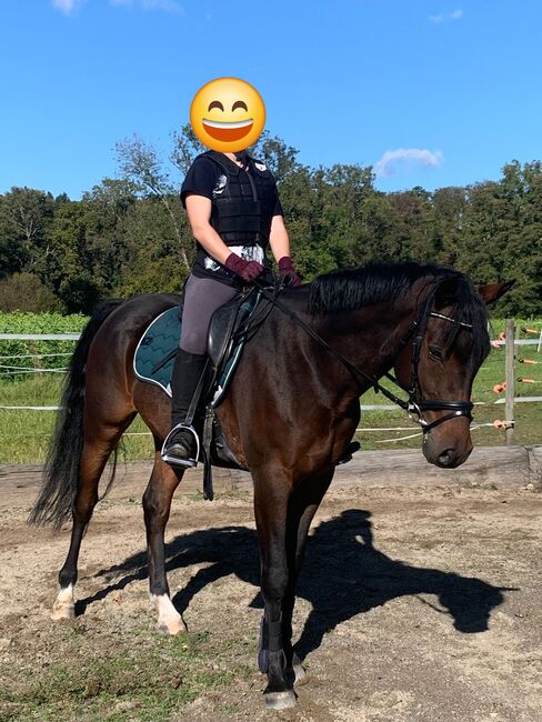 Deutsches Reitpony - Dyami Dumbledore B; Wallach, Simone, Konie na sprzedaż, Hemishofen, Image 6