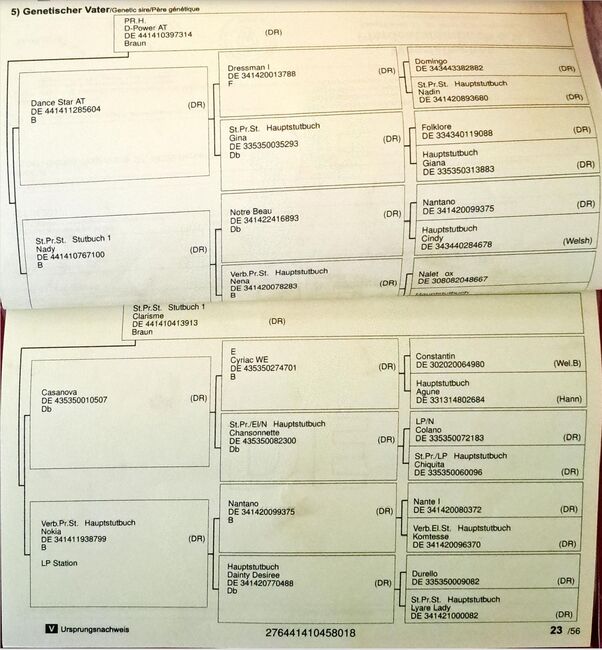 Deutsches Reitpony - Dyami Dumbledore B; Wallach, Simone, Konie na sprzedaż, Hemishofen, Image 7