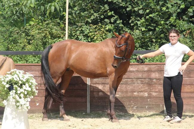 Outcross Reitpony, Reitponygestüt Aspel , Konie na sprzedaż, Rees, Image 3