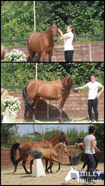 Outcross Reitpony, Reitponygestüt Aspel , Konie na sprzedaż, Rees, Image 4