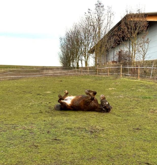 Ponybub sucht dringend erfahrenes liebevolles Zuhause, Ines, Konie na sprzedaż, Unterzögersdorf, Image 6