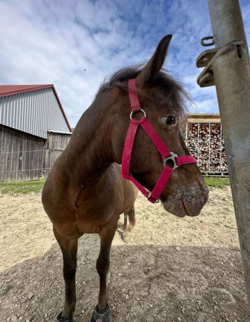 Ponybub sucht dringend erfahrenes liebevolles Zuhause, Ines, Konie na sprzedaż, Unterzögersdorf, Image 3