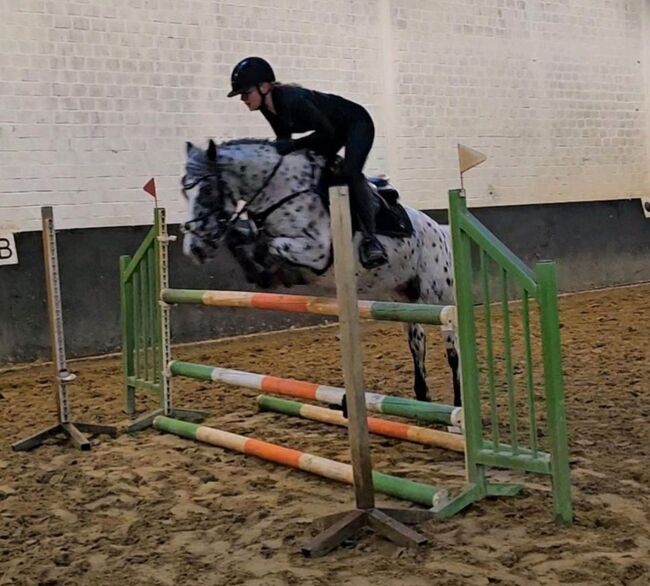 Appaloosa Pony der Extraklasse, A.Schmitz, Konie na sprzedaż, Mönchengladbach, Image 9