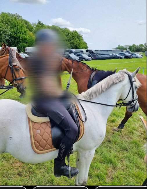 Freizeitpony, Mireille, Konie na sprzedaż, Poppenbüll , Image 7