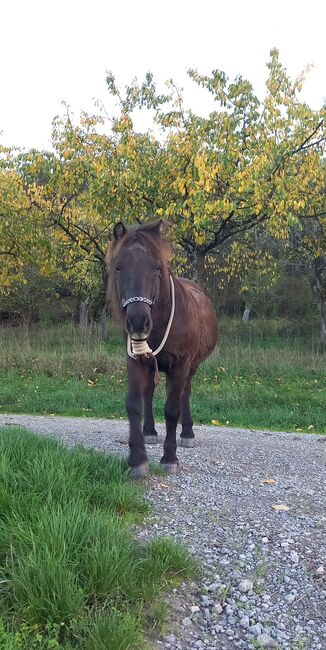 Verlasspony, Maja Ihrig, Konie na sprzedaż, Leinach