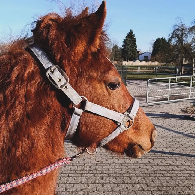 Reitpony Jährling, Mutter Connemara, Sandra Jacobi, Konie na sprzedaż, Hamwarde, Image 5