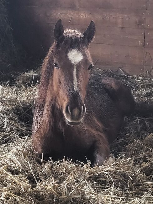 Reitpony Jährling, Mutter Connemara, Sandra Jacobi, Konie na sprzedaż, Hamwarde, Image 4