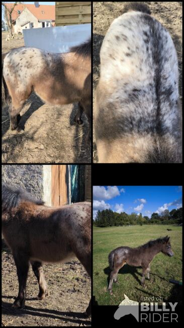 Dt Partbred Shetlandpony, Tiger Stuten, Maishi, Konie na sprzedaż, REHNA , Image 9