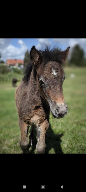 Dt Partbred Shetlandpony, Tiger Stuten, Maishi, Konie na sprzedaż, REHNA , Image 8